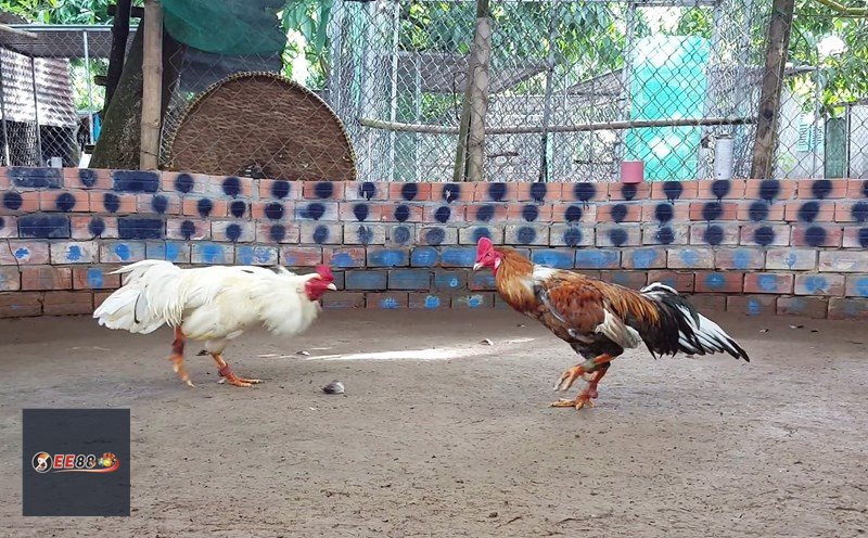 Đá Gà Thomo - Cách hiểu đúng về hình thức này