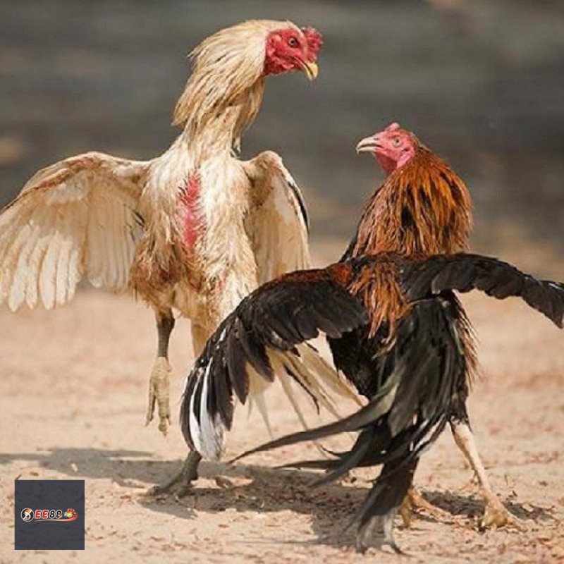 Đá Gà Thomo - Đá gà cựa tròn